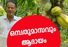 ഇനി കൊക്കോയുടെ കാലം | കൊക്കോ കൃഷിപാഠം-3