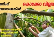 കൊക്കോ ചെടിയുടെ പ്രൂണിംഗ് | കൊക്കോ കൃഷിപാഠം-2