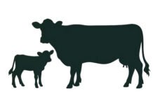 ‘എന്റെ അപ്പനെന്തിയേന്ന്’ തള്ളപ്പശുവിന്റെ മുഖത്തുനോക്കി കിടാരി